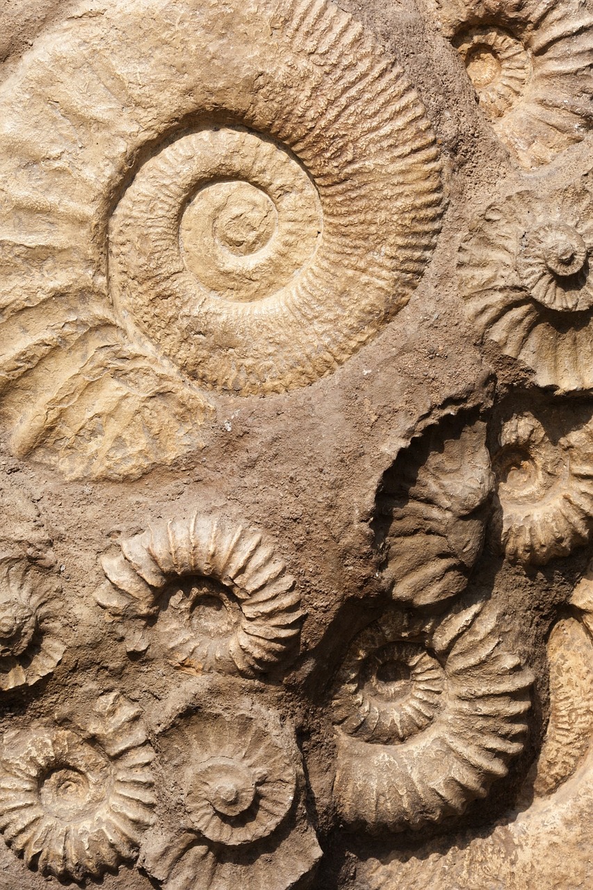 shell, fossil, old-219665.jpg